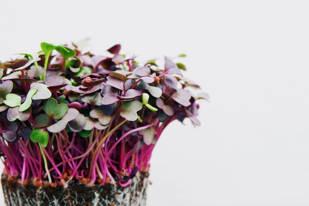 Microgreen Kit Setup